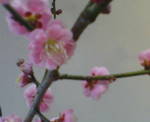 20080222165344.JPG