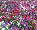20080620180023.JPG