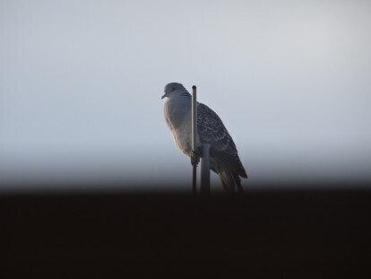 hato 1.JPG