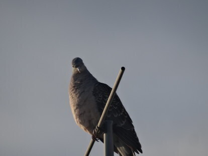 hato 3.JPG