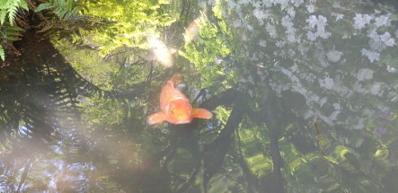 koi1.JPG