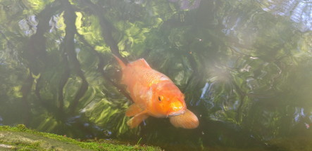 koi4.JPG