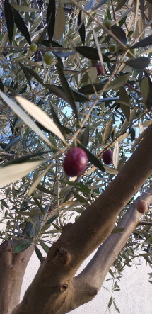 olive1.JPG