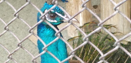 peacock5.JPG