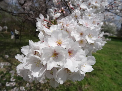 sakura 1.JPG