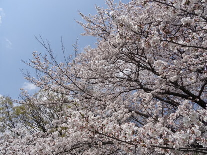 sakura 2.JPG
