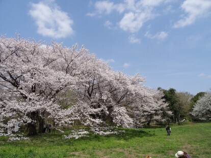 sakura 3.JPG