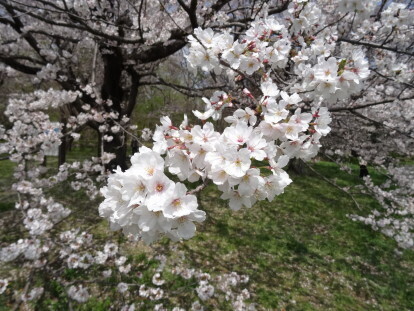 sakura 6.JPG