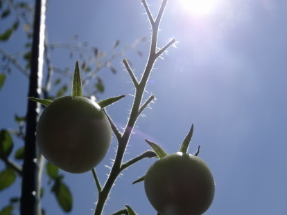 tomato 2.JPG