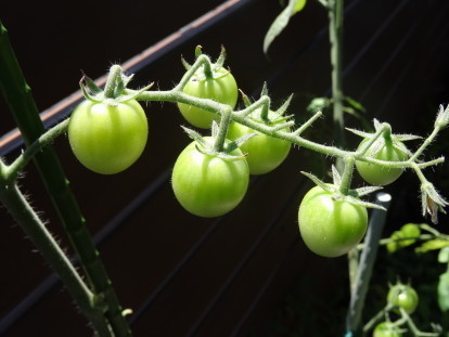 tomato 3.JPG