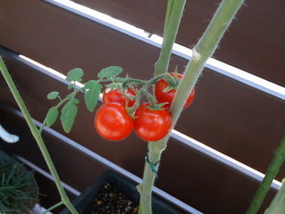 tomato 6.JPG