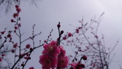 ume1.JPG