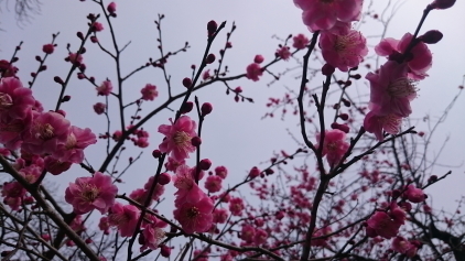 ume2.JPG