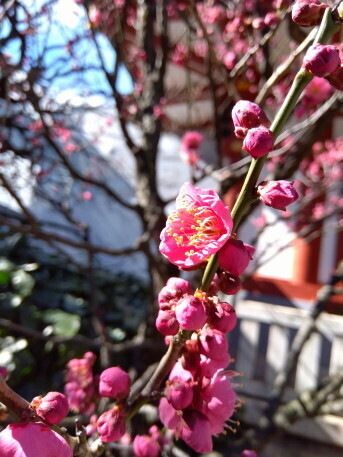 ume 2.JPG