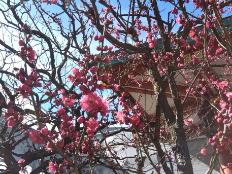 ume 5.JPG