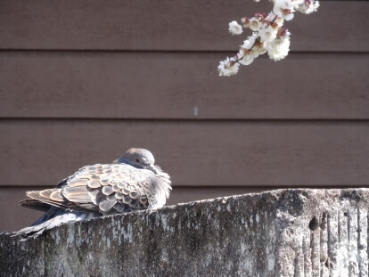 ume hato 1.JPG