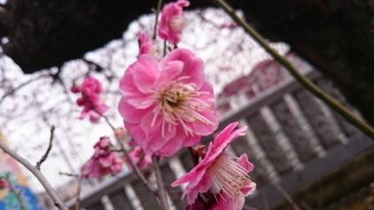 ume3.JPG