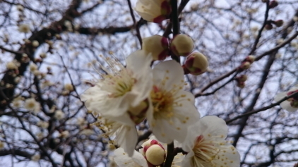 ume4.JPG