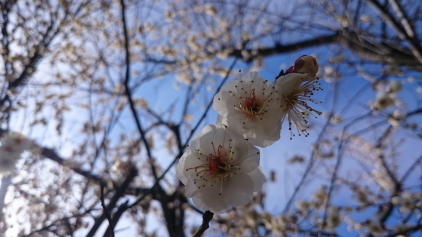 ume5.JPG